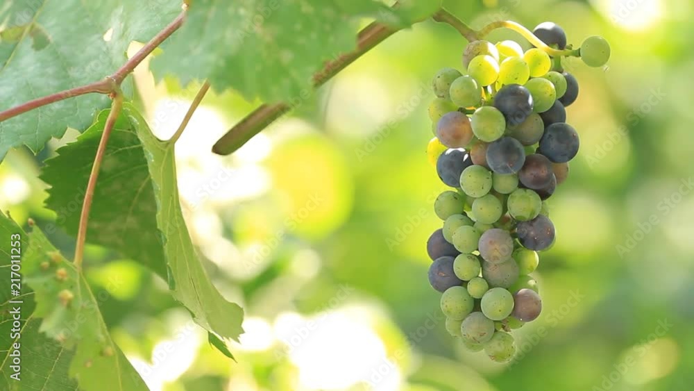 Grapes grow on plantation and sunlight Grapes grow on plantation and sunlight