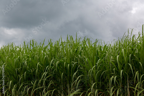 sugarcane plants grow in field.