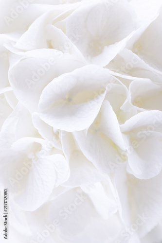Beautiful white hydrangea or hortensia flowers. Free space. Hydrangea flora background © kvitkanastroyu