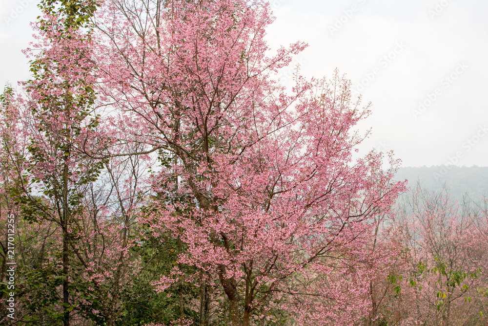 Wild Himalayan Cherry is very beautiful. Flowering only winter. Wild Himalayan Cherry is very beautiful. Flowering only winter.