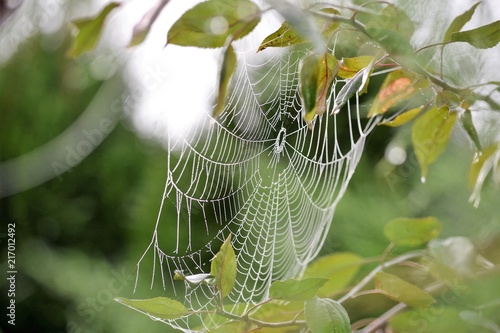 Spiderweb among green leaves