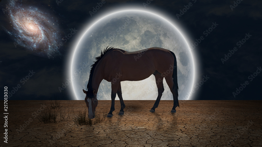 Obraz Grace Horse