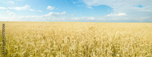 Endless wheat field. Panoramic landscape. Rich harvest.