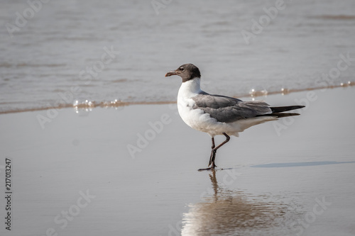 Laughing Gull (Leucophaeus atricilla) walking on a beach.