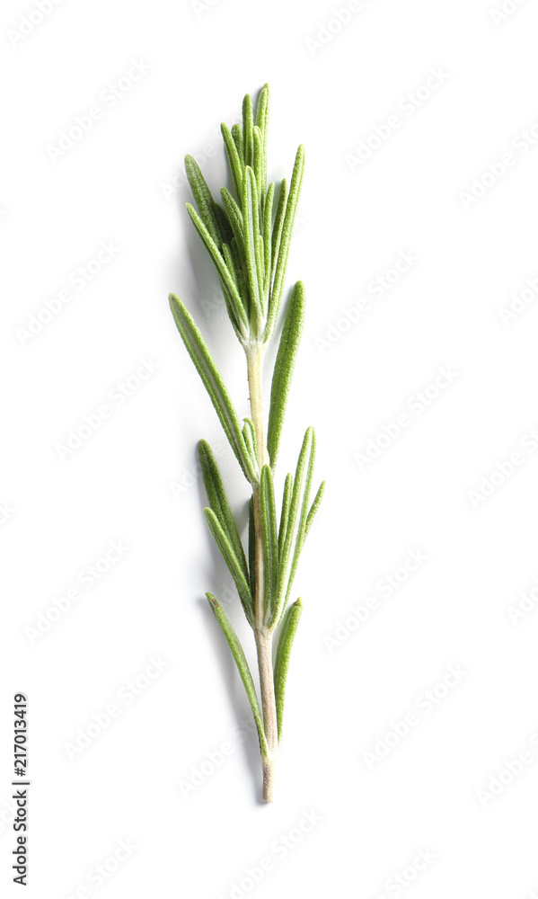 Fototapeta premium Fresh rosemary on white background