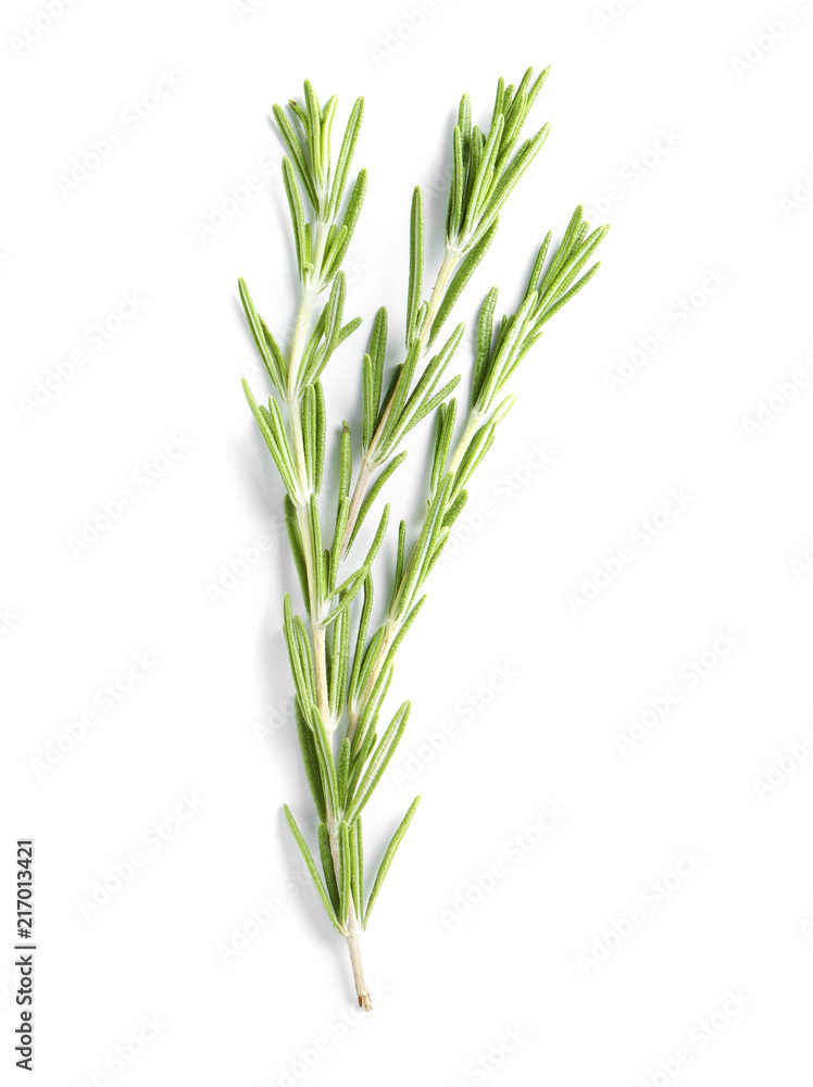 Fototapeta premium Fresh rosemary on white background