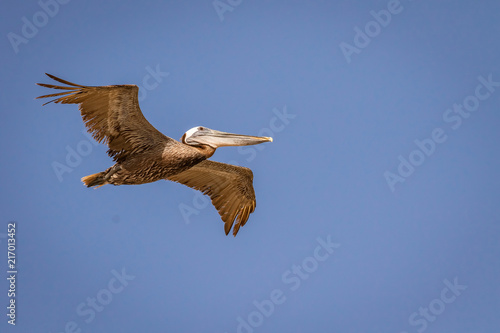 Brown Pelican (Pelecanus occidentalis) in flight.