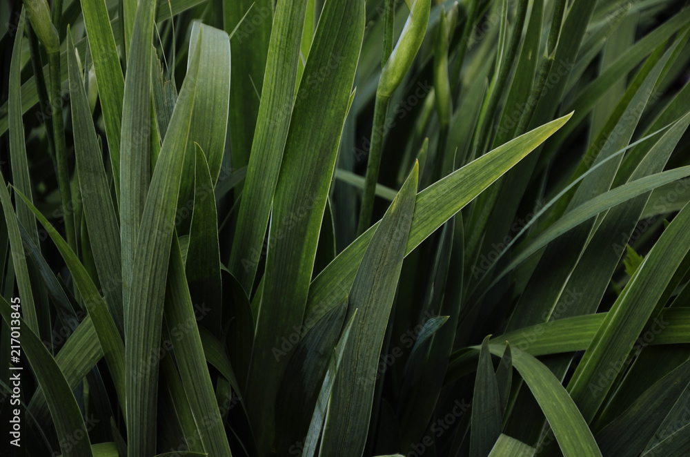 Obraz premium Green leaves