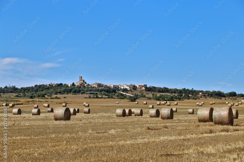 Fototapeta premium Countryside with crops and castle