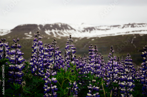 Lupins with snow mountains as a background