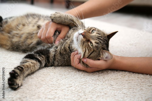 Fototapeta Naklejka Na Ścianę i Meble -  Woman stroking her cat while it resting on carpet at home