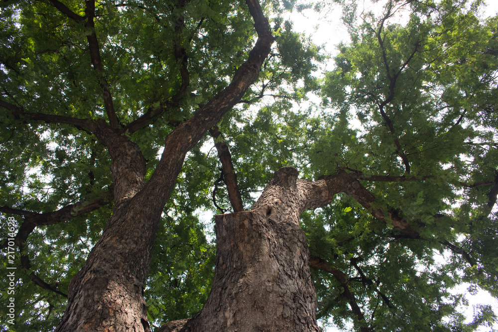 Big trees and daylight in the sun. Big trees and daylight in the sun.