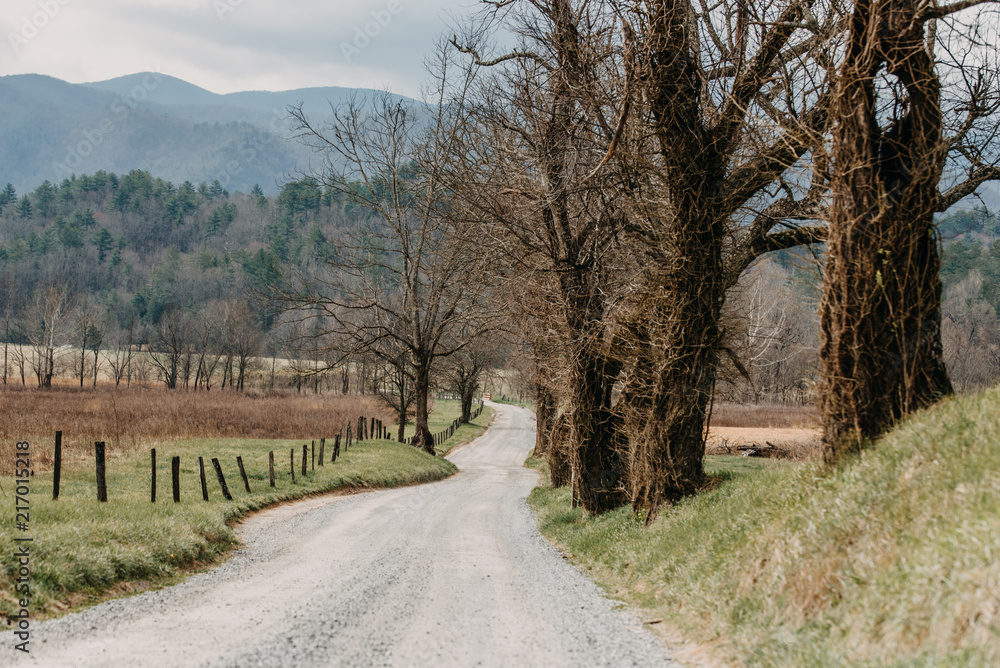 Gravel Road , trees, Cades Cove