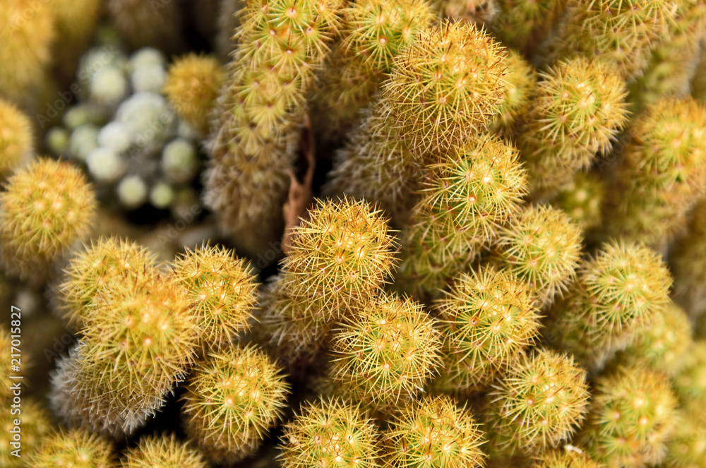 Many Mammillaria elongata or gold lace cactus, ladyfinger cactus full frame Many Mammillaria elongata or gold lace cactus, ladyfinger cactus full frame