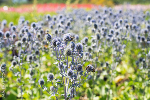 Eryngium in the field photo