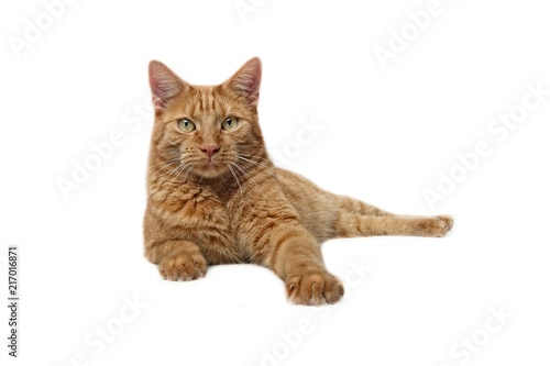 Cute ginger Cat Lying down and look curious to the camera - Isolated on white