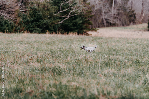 Fototapeta Naklejka Na Ścianę i Meble -  Dog running in a field