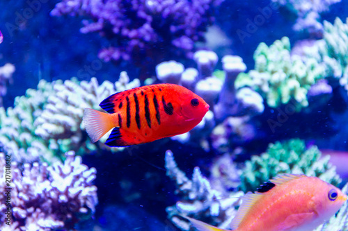 Flame Angelfish  Centropyge loricula  lives with another fish in reef tank peacefully
