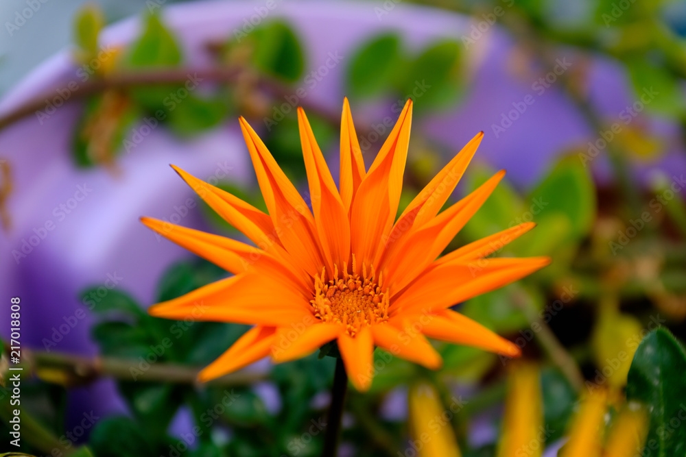 Bright yellow blossom of Osteospermum, close up image of beautiful yellow African daisy flower in garden with blurred background. Cape daisy flower. Bright yellow blossom of Osteospermum, close up image of beautiful yellow African daisy flower in garden with blurred background. Cape daisy flower.