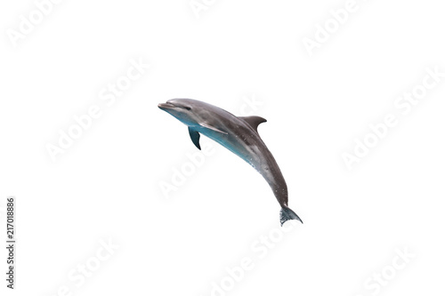 Foto Bottlenose Dolphin jump to sky on white isolated background