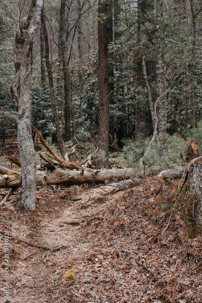Into the Forest Into the Forest