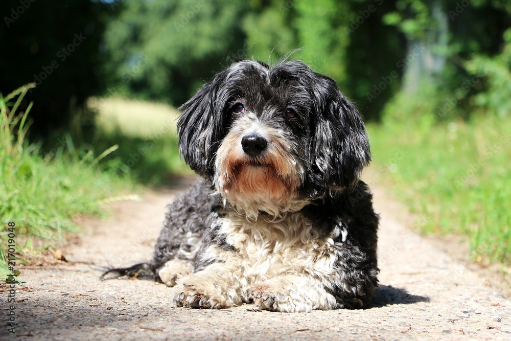 small cute havanese is lying in the sunshine on a small way in the garden