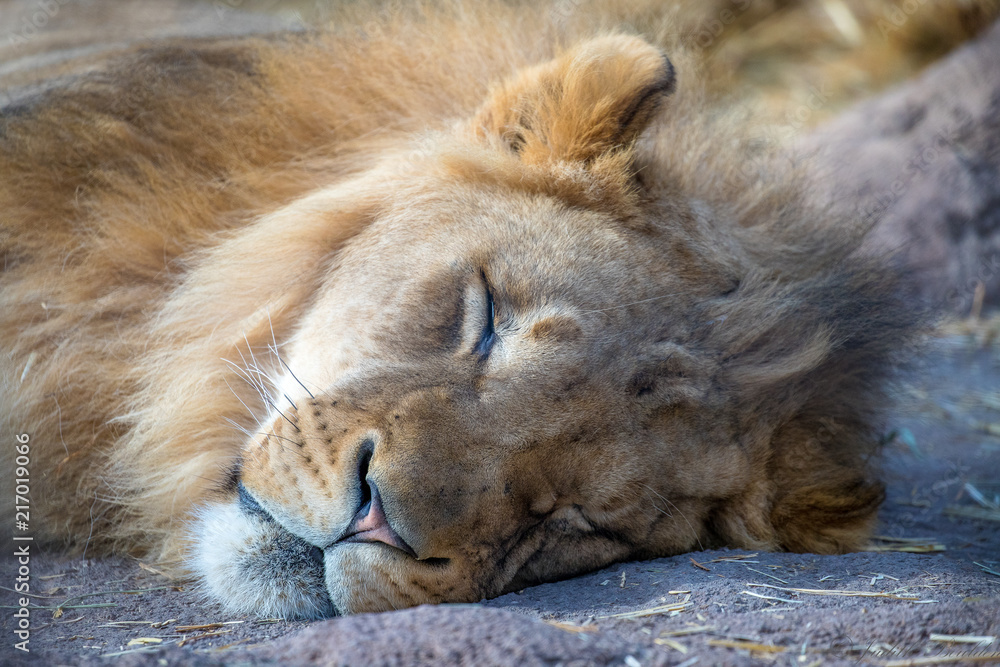 Naklejka premium lion