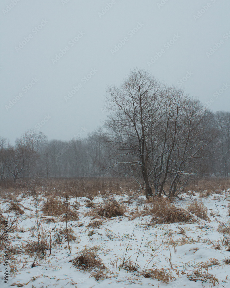 custom made wallpaper toronto digitalPrinceton Snow