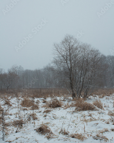 Wallpaper Mural Princeton Snow Torontodigital.ca