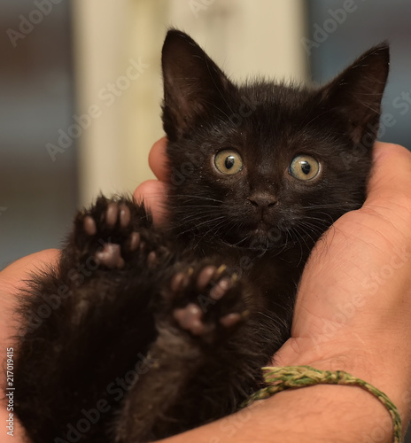 little black kitten photo