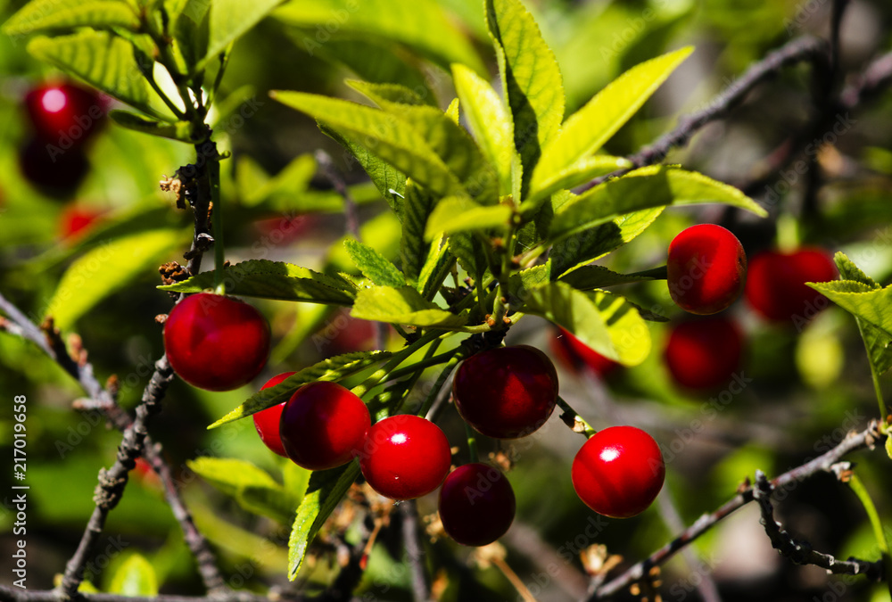Red and sweet cherries on a branch in early summer