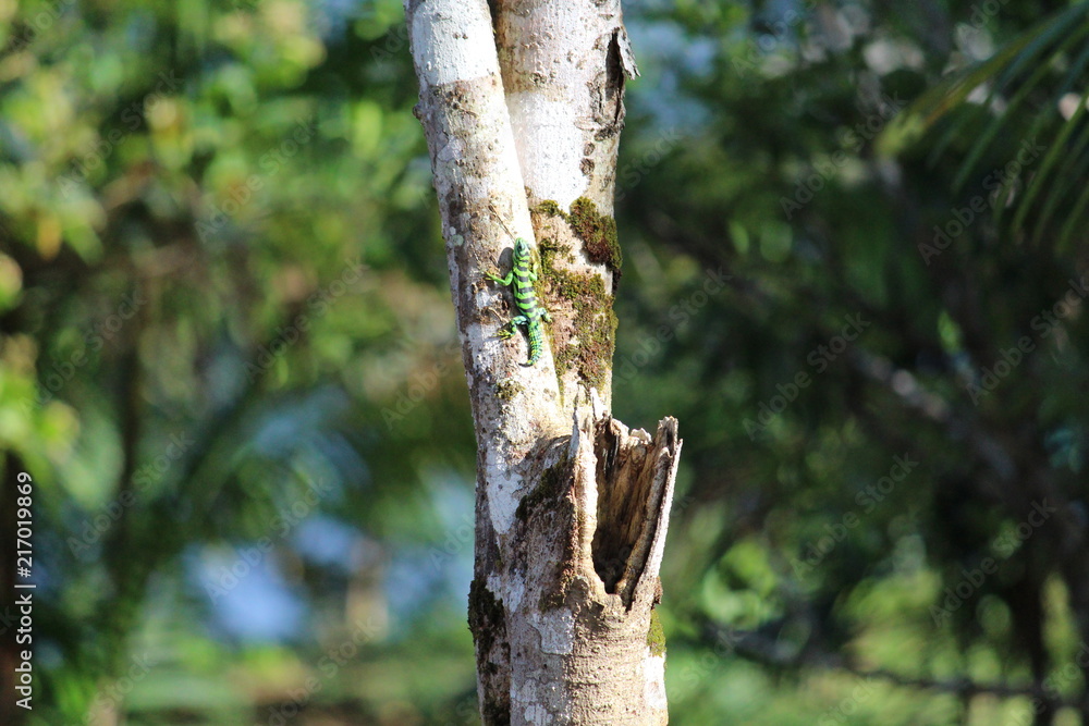 Obraz premium Lagarto Lizard