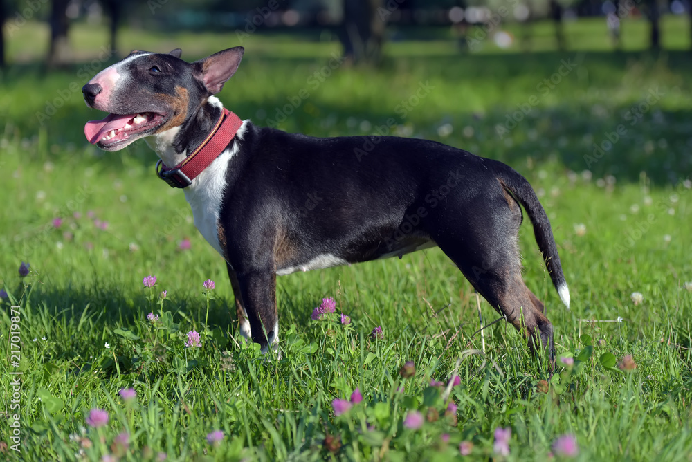 miniature bull terrier on the grass