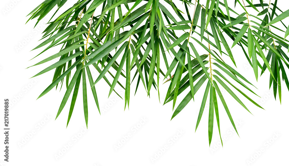 Fototapeta Tropikalnej rośliny zieleni bambusa liście odizolowywający na białym tle, natury tło, ścinek ścieżka zawierać