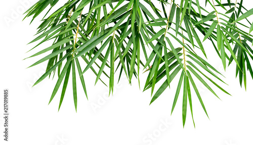 Tropical plant green bamboo leaves isolated on white background, nature backdrop, clipping path included
