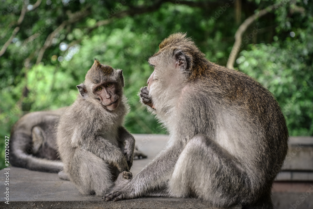 Mother and baby Balinese long-tailed monkey Mother and baby Balinese long-tailed monkey