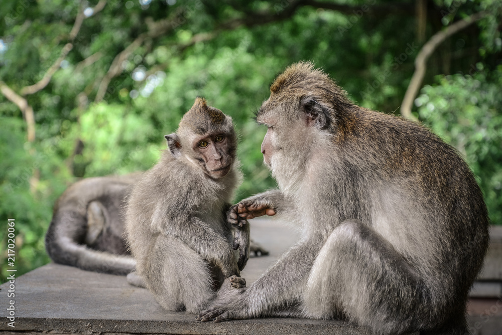 Mother and baby Balinese long-tailed monkey Mother and baby Balinese long-tailed monkey