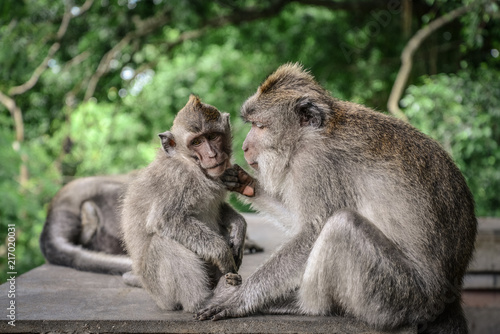Mother and baby Balinese long-tailed monkey © tashka2000