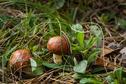 Two little mushrooms in the grass