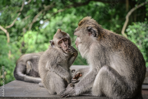 Mother and baby Balinese long-tailed monkey