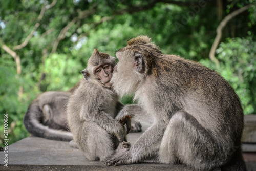 Mother and baby Balinese long-tailed monkey © tashka2000
