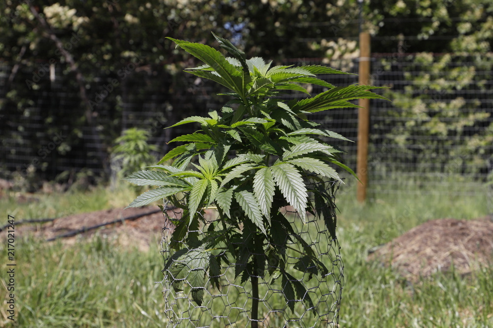 Obraz premium Cannabis Plant