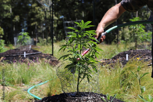 Water Cannabis Plant photo