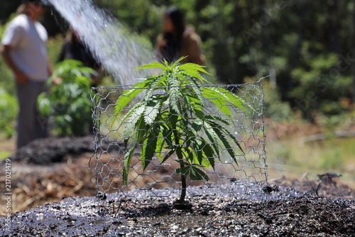 Cannabis Plant Water photo