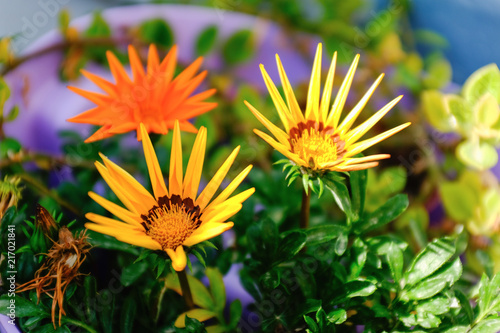 Bright yellow blossom of Osteospermum  close up image of beautiful yellow African daisy flower in garden with blurred background. Cape daisy flower.