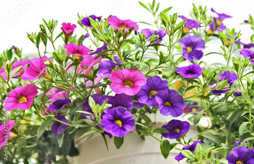 mixed pink and purple color of petunia flowers with white pot