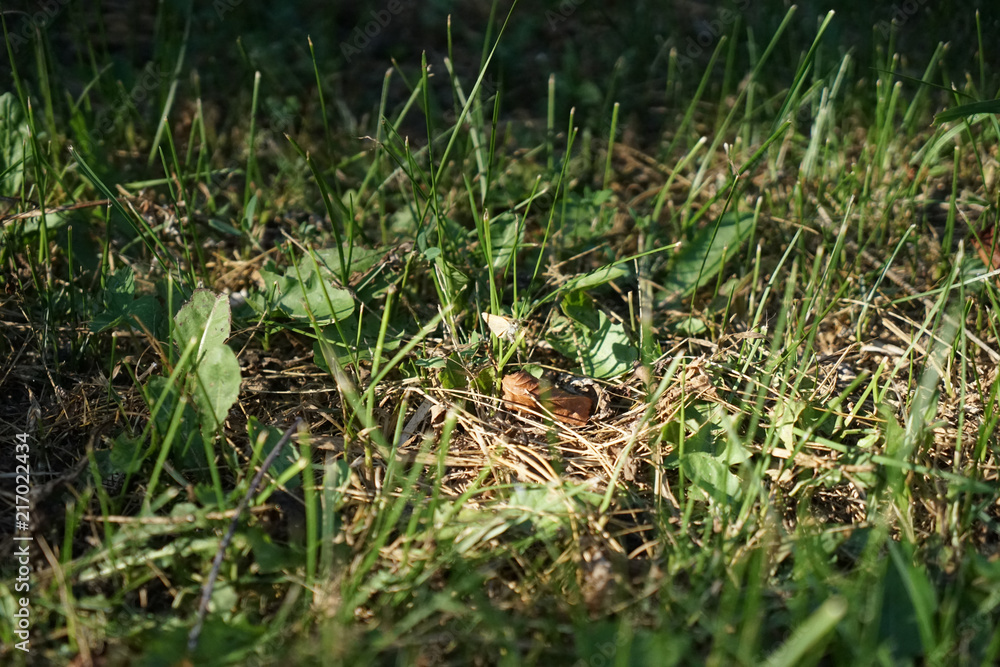 grass grass