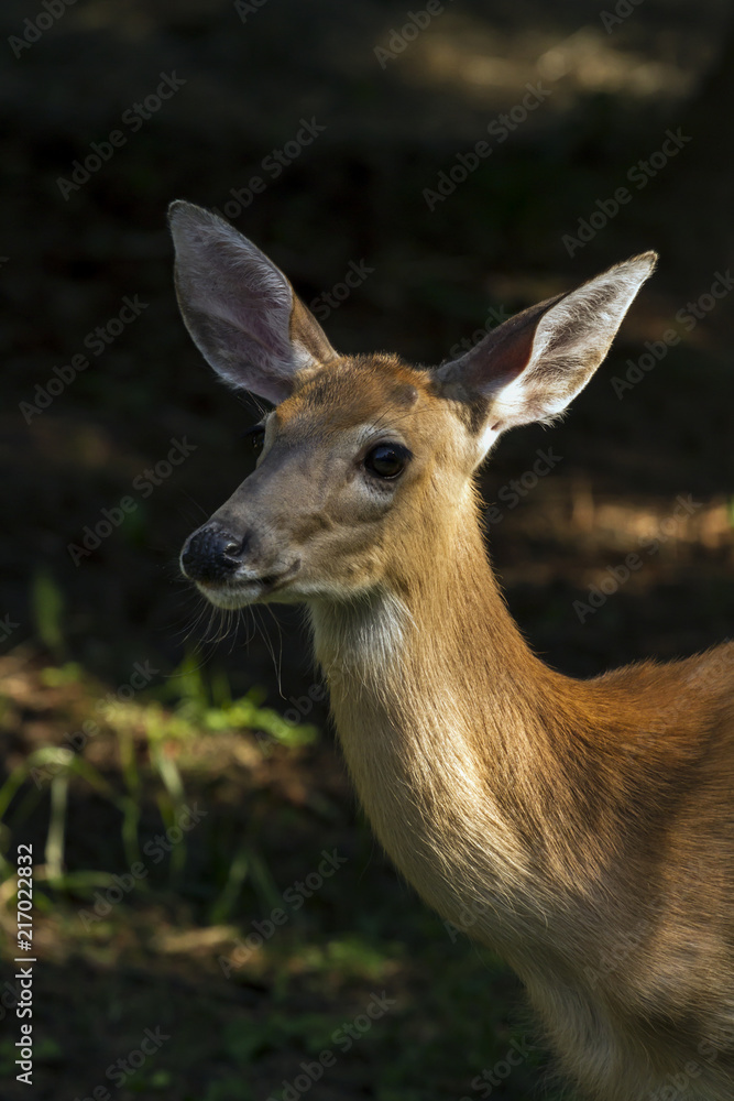 Fototapeta premium A Young male Deer in the Forest