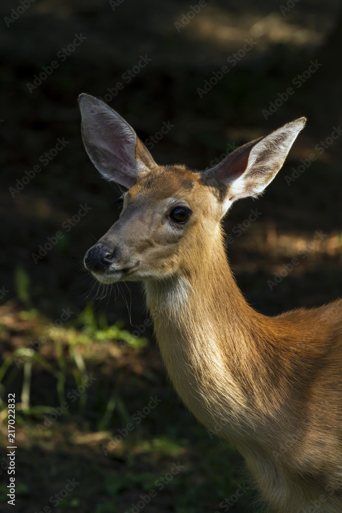 A Young male Deer in the Forest