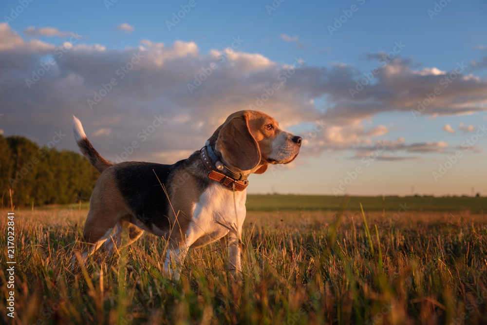 Beagle dog in the Golden rays of sunset